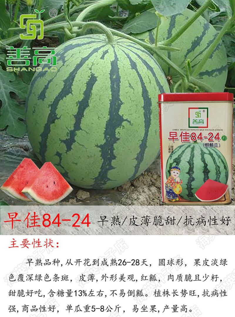 善高早佳8424冰糖麒麟西瓜种子早熟圆形薄皮西瓜种籽罐装