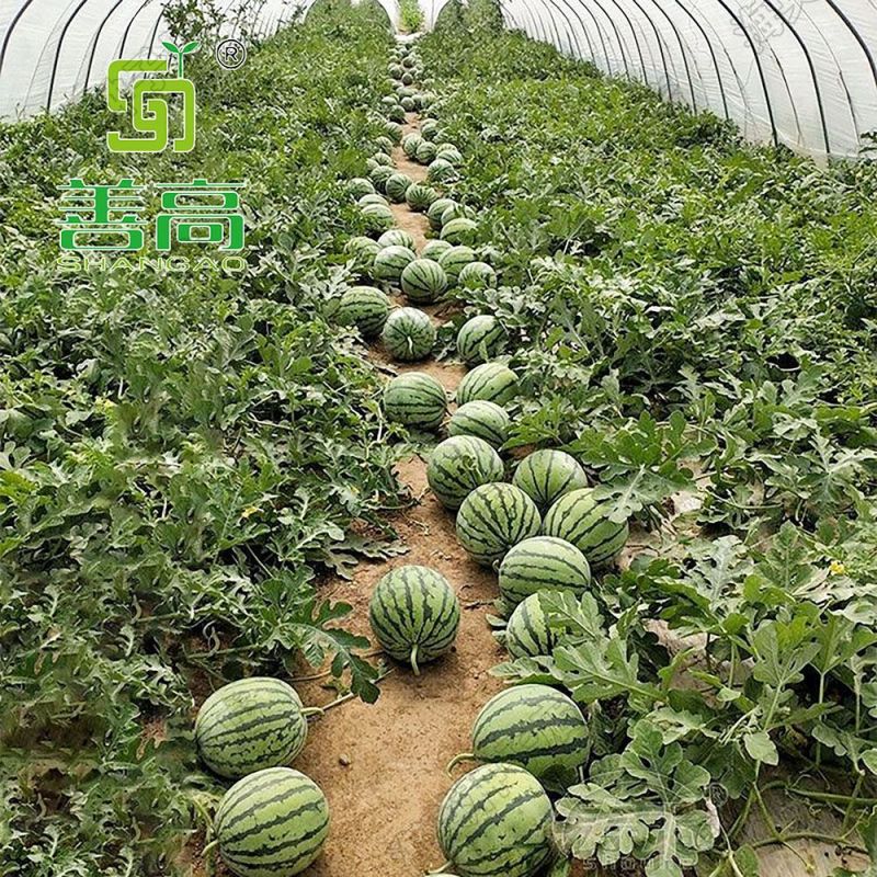 善高早佳8424冰糖麒麟西瓜种子早熟圆形薄皮西瓜种籽罐装