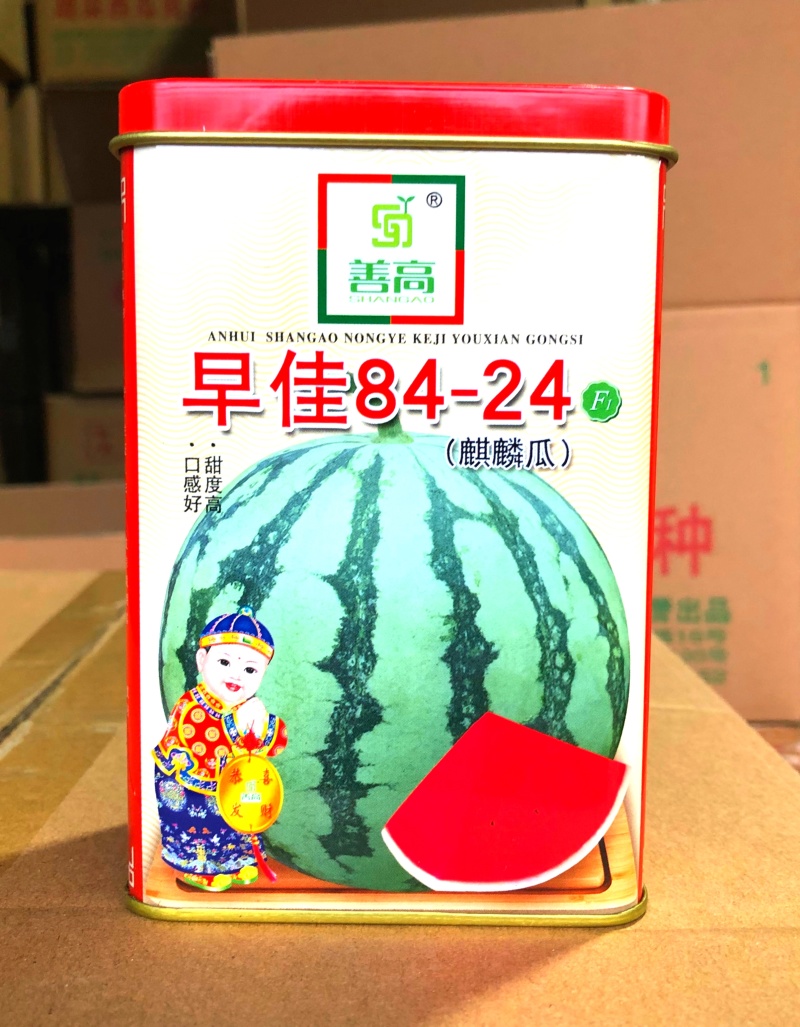 善高早佳8424冰糖麒麟西瓜种子早熟圆形薄皮西瓜种籽罐装