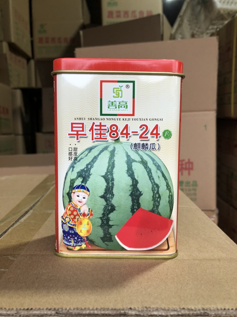 善高早佳8424冰糖麒麟西瓜种子早熟圆形薄皮西瓜种籽罐装