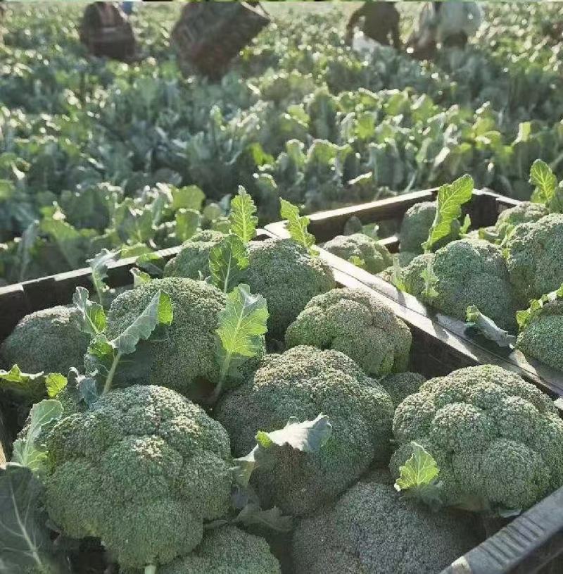 西兰花耐寒优秀精品西兰花产地供应保质保量