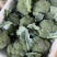 西兰花耐寒优秀精品西兰花产地供应保质保量