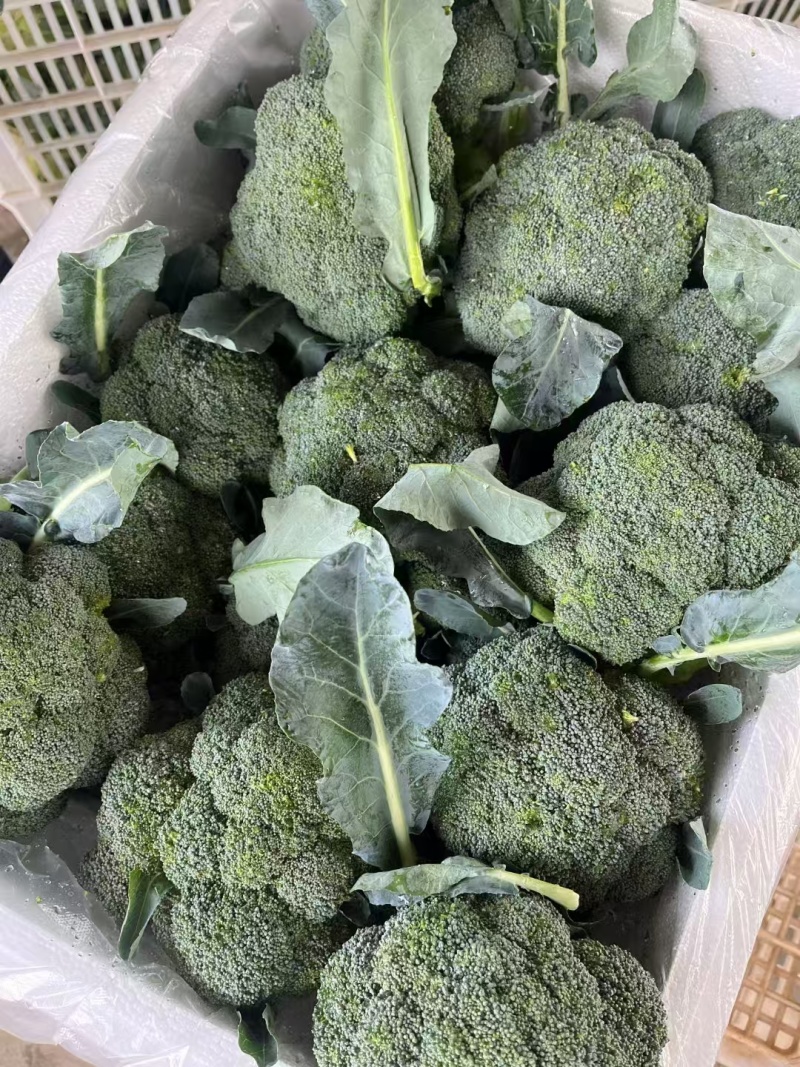 西兰花耐寒优秀精品西兰花产地供应保质保量