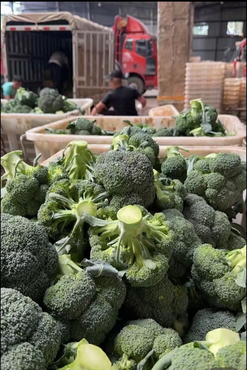 西兰花耐寒优秀精品西兰花产地供应保质保量