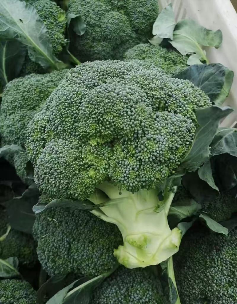 西兰花耐寒优秀精品西兰花产地供应保质保量