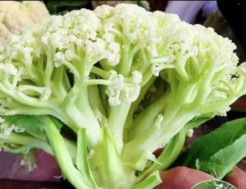 有机花菜散花松花有机花菜湖北花菜质量有保障