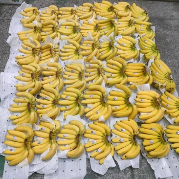 本公司常年大量供应菲律宾，越南，柬埔寨，印尼，南美香蕉