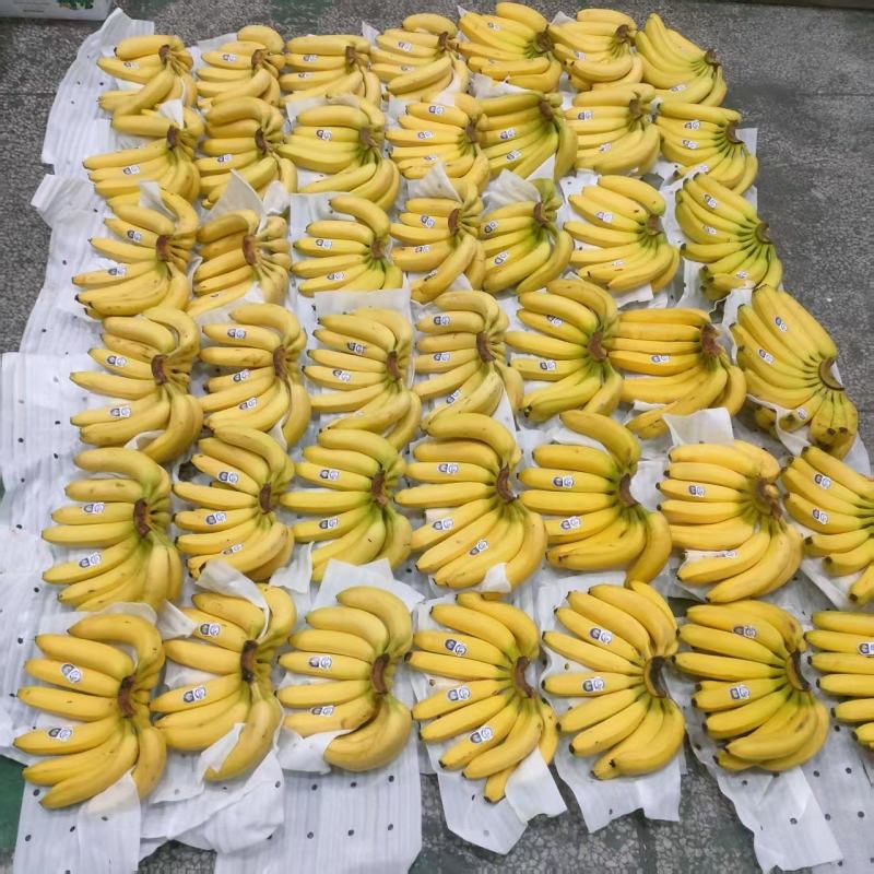 本公司常年大量供应菲律宾，越南，柬埔寨，印尼，南美香蕉