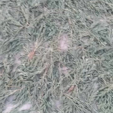 牧马草，野狐豌豆