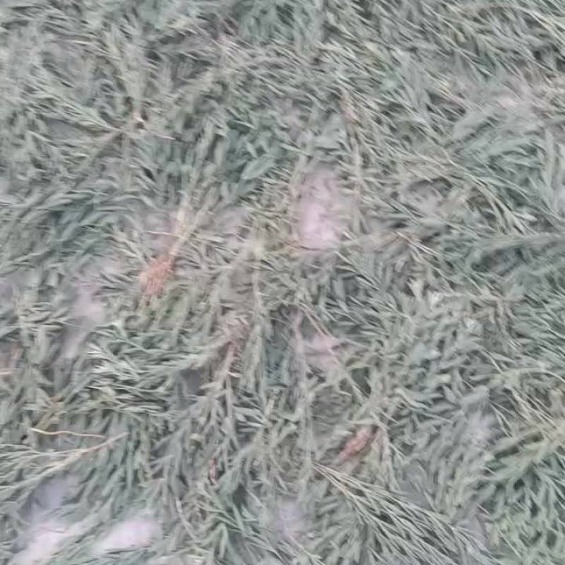 牧马草，野狐豌豆
