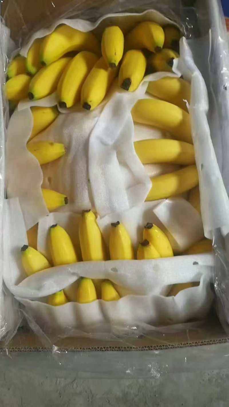 本公司常年大量供应菲律宾，越南，柬埔寨，印尼，南美香蕉
