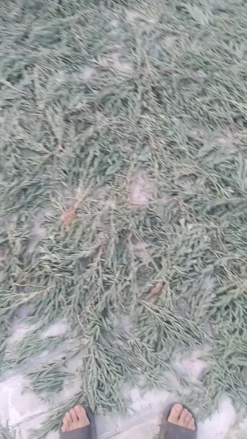 牧马草，野狐豌豆