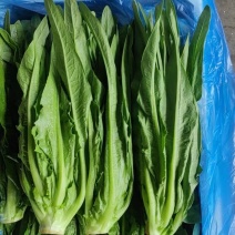 河北邯郸油麦菜大量现货可视频观看量大从优
