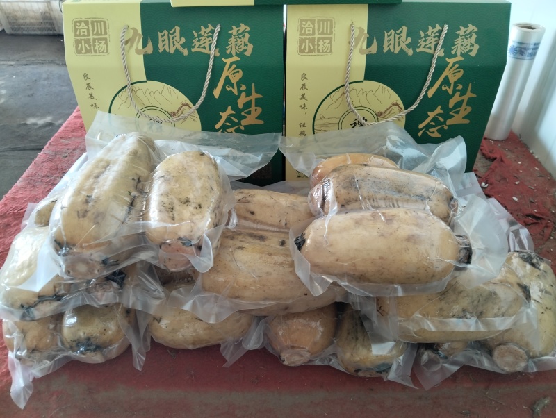 莲藕真空莲藕常年产地直发销售