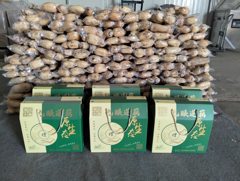 莲藕真空莲藕常年产地直发销售