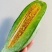 【精选好货】山东优质羊角蜜甜瓜货源充足量大从优