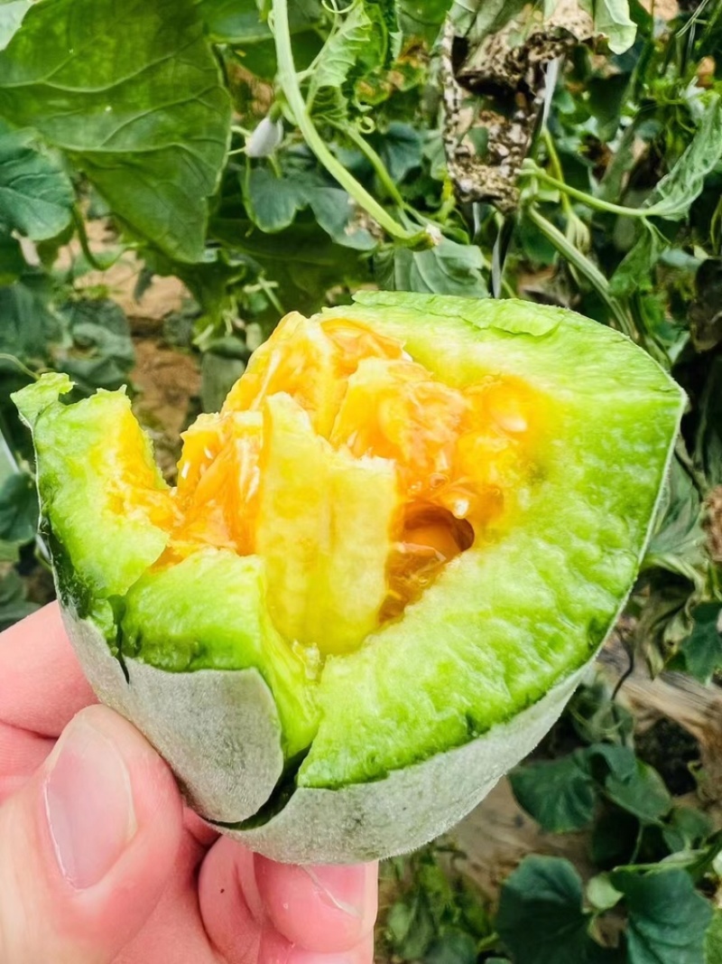 【精选好货】山东优质羊角蜜甜瓜货源充足量大从优
