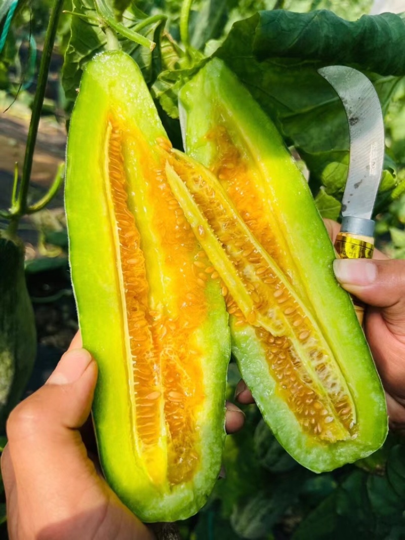 【精选好货】山东优质羊角蜜甜瓜货源充足量大从优