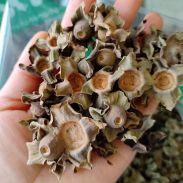 正品柿蒂1公斤正宗新货柿蒂无硫无添加柿蒂中药材柿蒂
