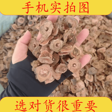 正品柿蒂1公斤正宗新货柿蒂无硫无添加柿蒂中药材柿蒂