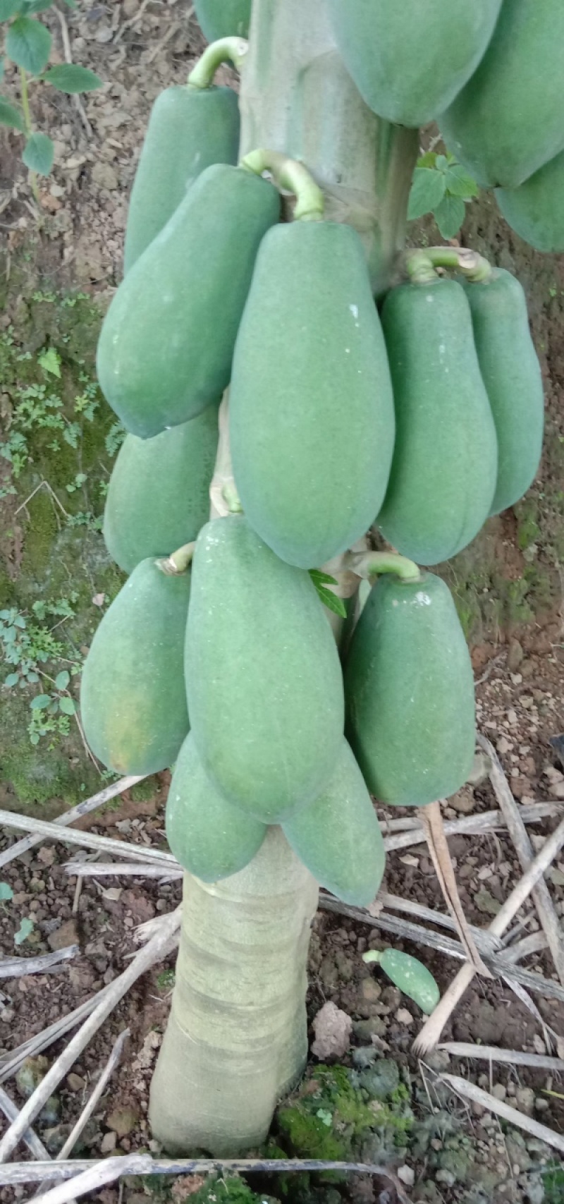 红心木瓜