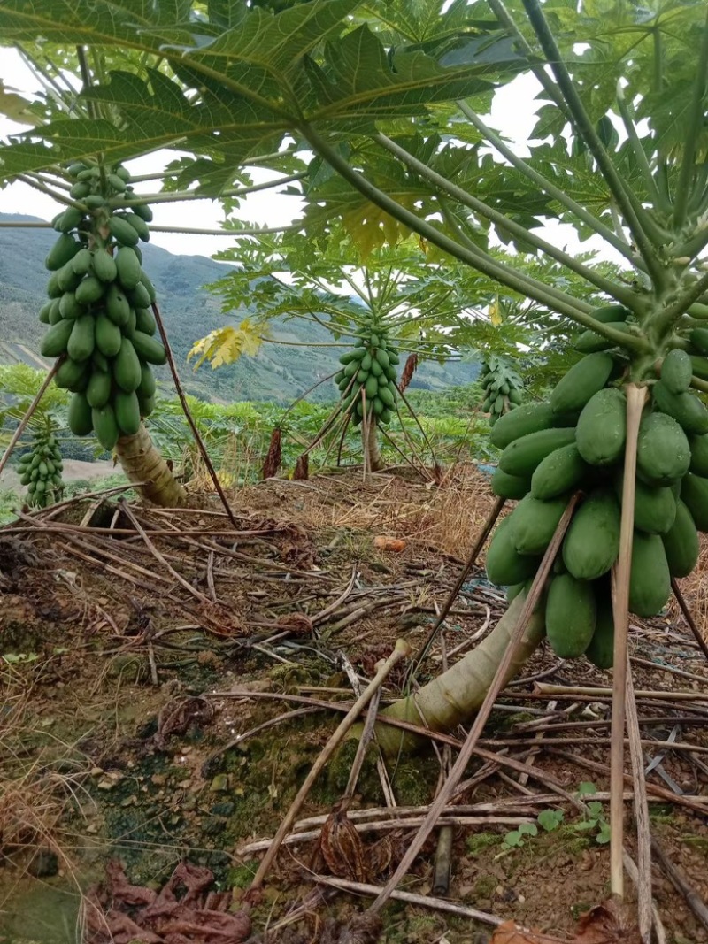 红心木瓜
