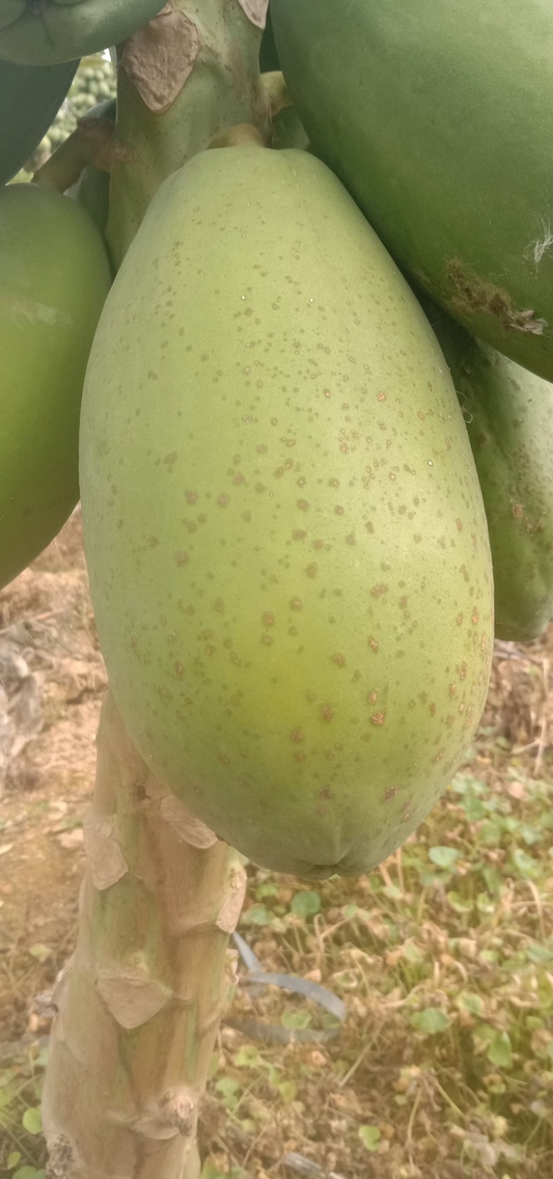 红心木瓜