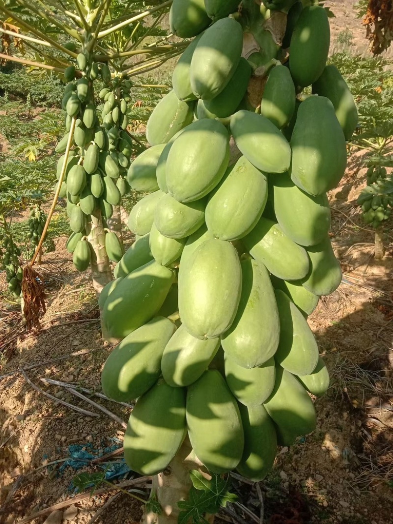 红心木瓜