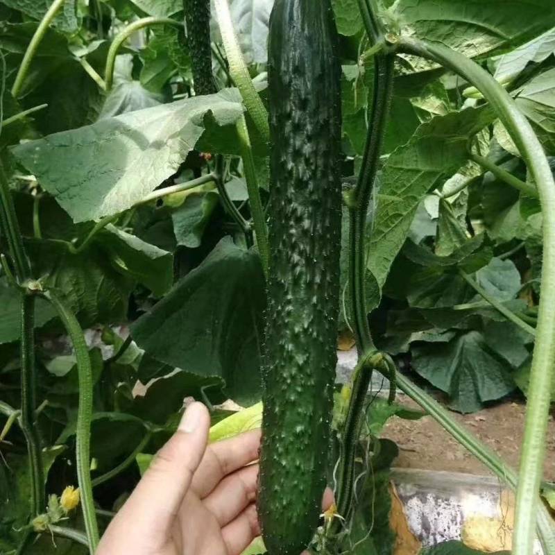 寿光育苗基地黄瓜苗嫁接黄瓜苗抗病能力强，高抗病毒，