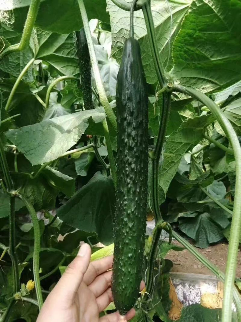 寿光育苗基地黄瓜苗嫁接黄瓜苗抗病能力强，高抗病毒，