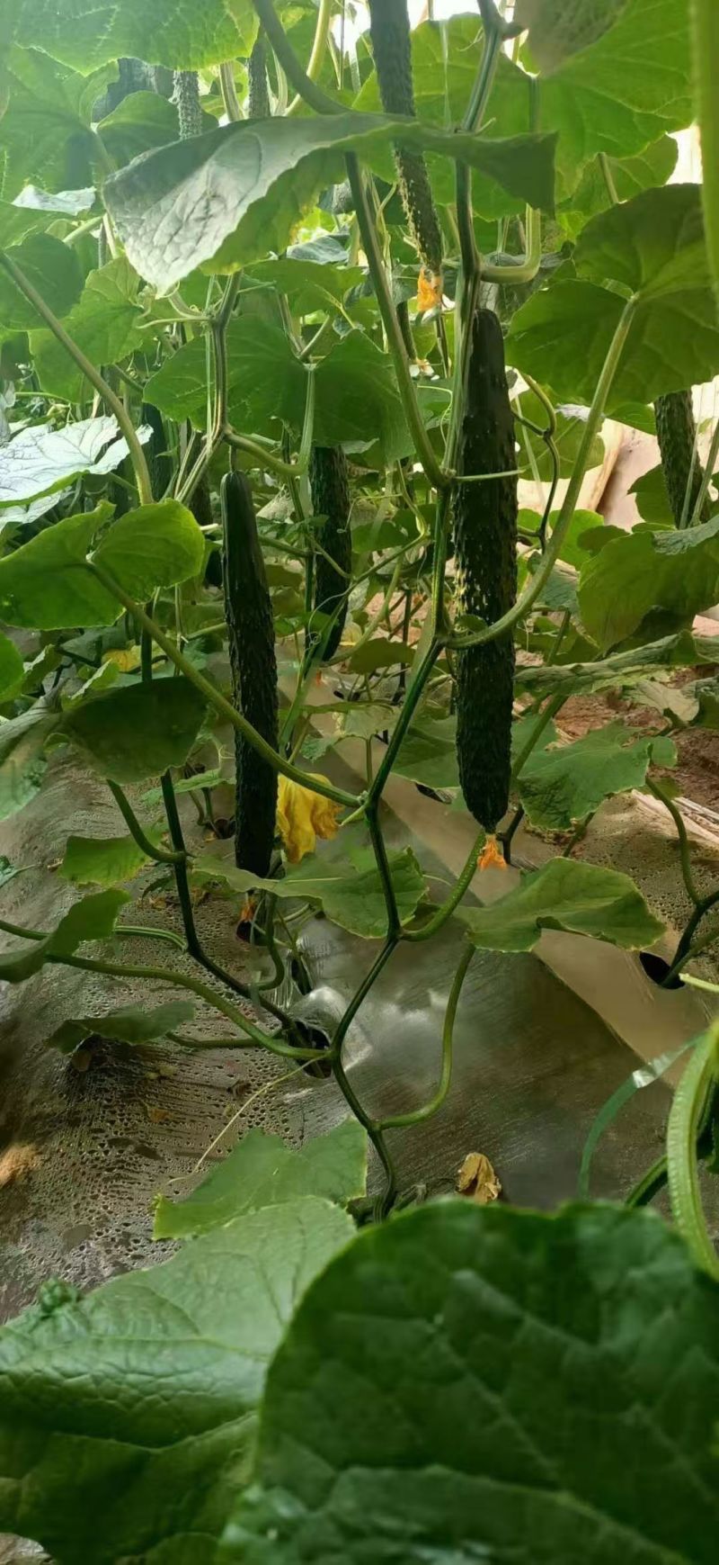 寿光育苗基地黄瓜苗嫁接黄瓜苗抗病能力强，高抗病毒，
