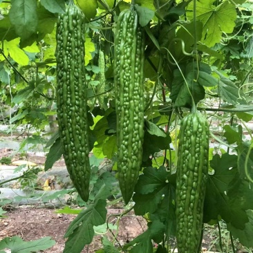 优质杂交苦瓜苗质量保证欢迎采购基地直发