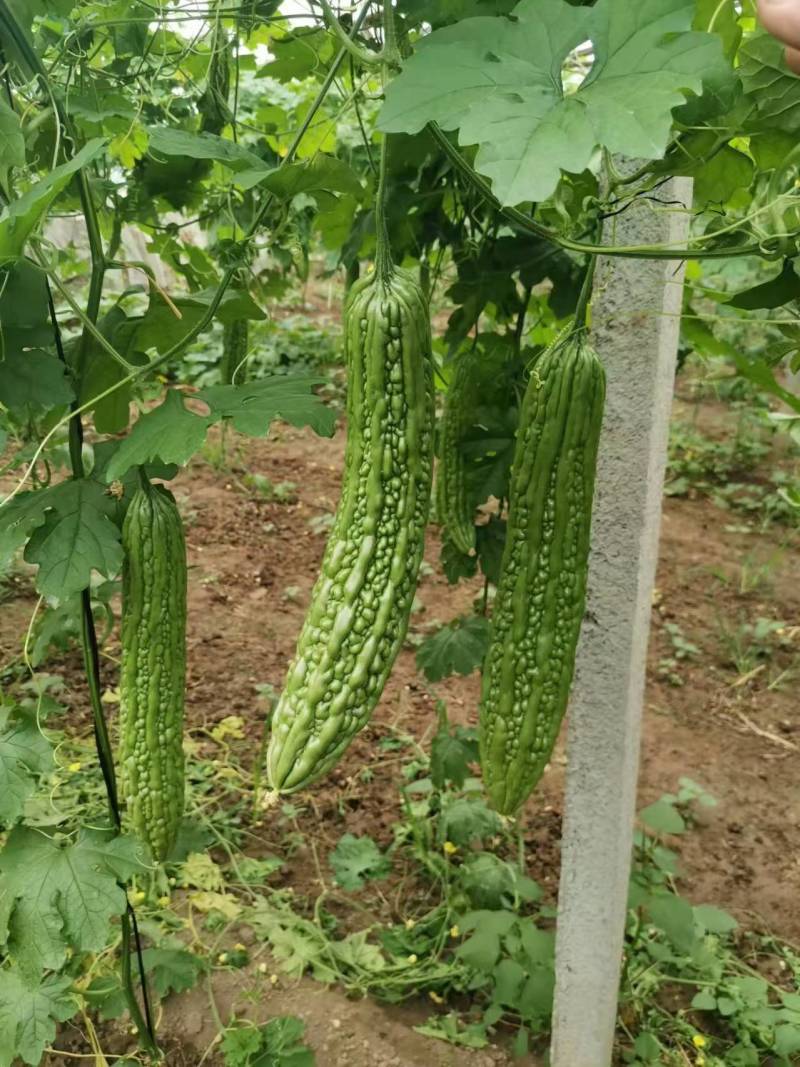 优质杂交苦瓜苗质量保证欢迎采购基地直发