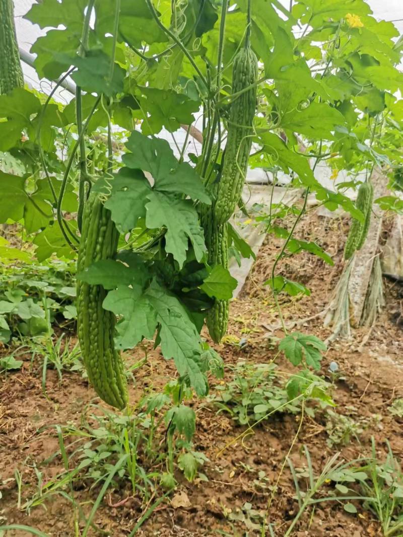 优质杂交苦瓜苗质量保证欢迎采购基地直发