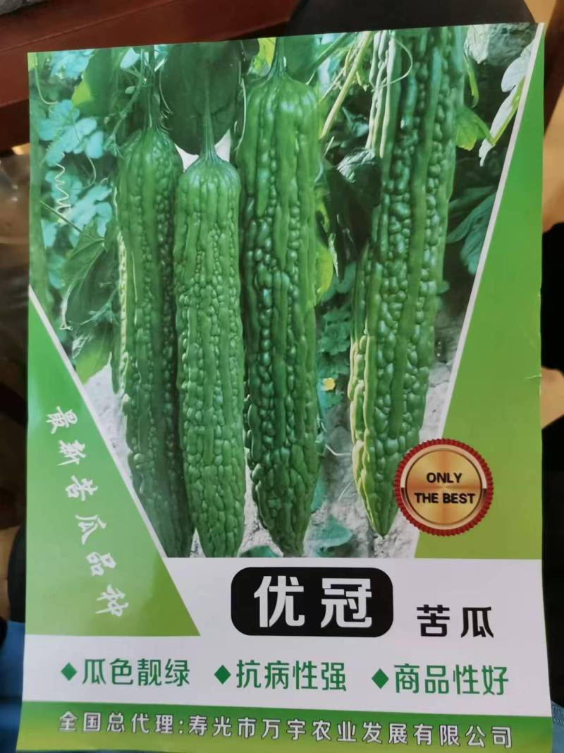 优质杂交苦瓜苗质量保证欢迎采购基地直发