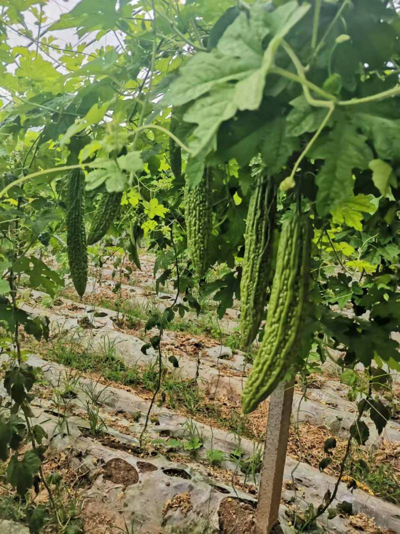 优质杂交苦瓜苗质量保证欢迎采购基地直发