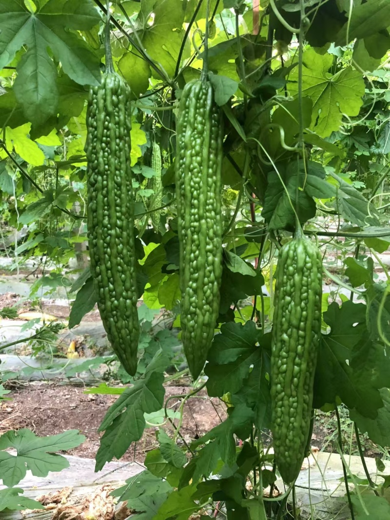 优质杂交苦瓜苗质量保证欢迎采购基地直发