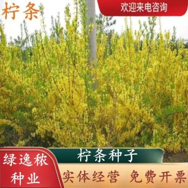 柠条种子紫穗槐种子灌木绿肥新种子山林绿化耐寒耐旱耐贫瘠