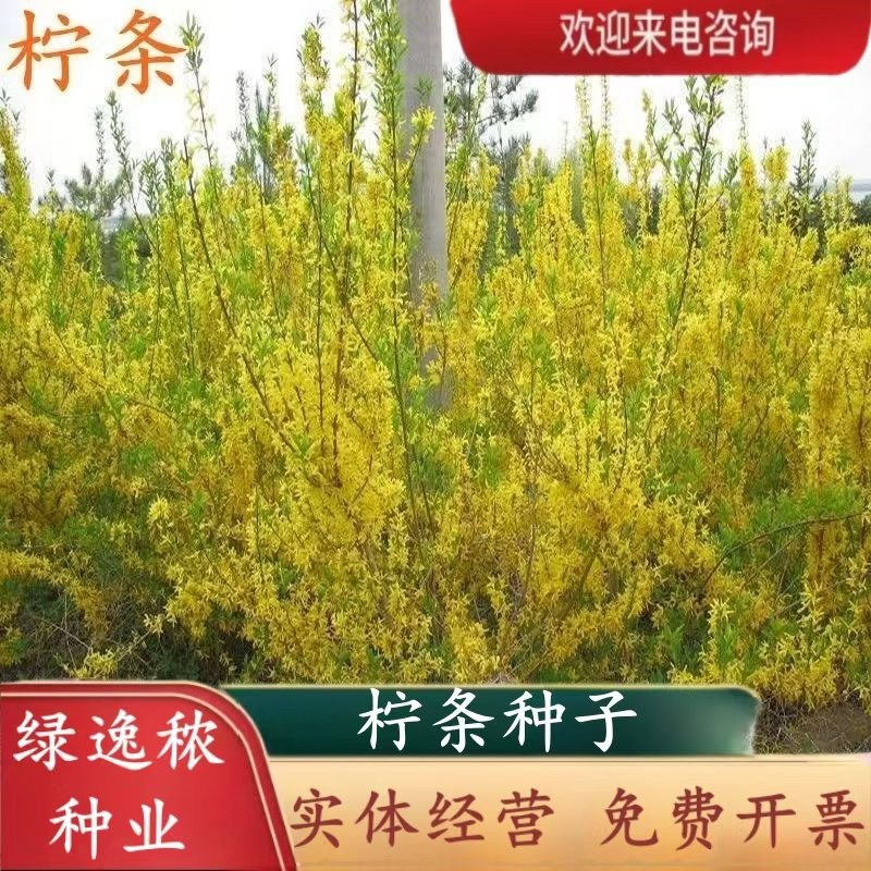 柠条种子紫穗槐种子灌木绿肥新种子山林绿化耐寒耐旱耐贫瘠