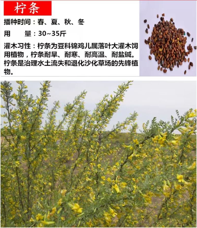 柠条种子紫穗槐种子灌木绿肥新种子山林绿化耐寒耐旱耐贫瘠