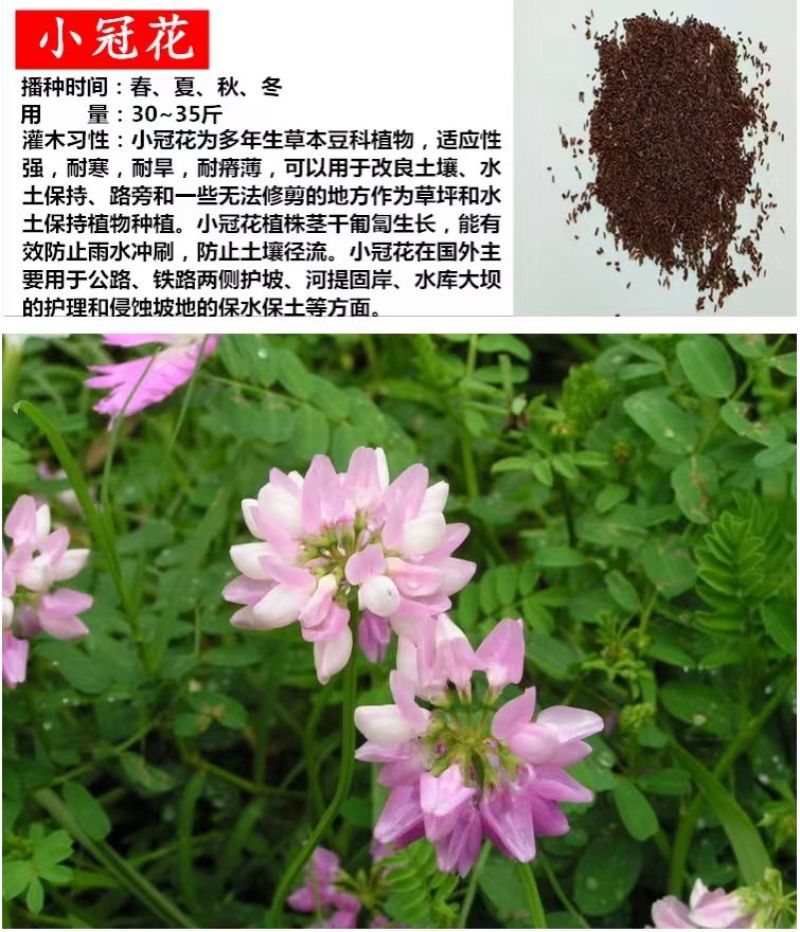 柠条种子紫穗槐种子灌木绿肥新种子山林绿化耐寒耐旱耐贫瘠