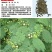柠条种子紫穗槐种子灌木绿肥新种子山林绿化耐寒耐旱耐贫瘠