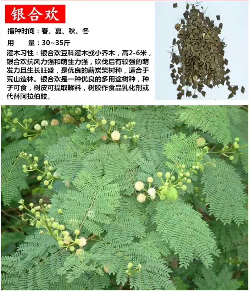 柠条种子紫穗槐种子灌木绿肥新种子山林绿化耐寒耐旱耐贫瘠