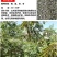 柠条种子紫穗槐种子灌木绿肥新种子山林绿化耐寒耐旱耐贫瘠