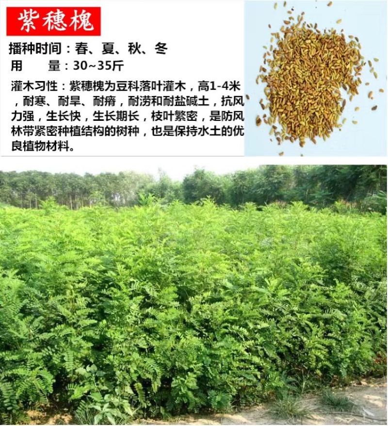 柠条种子紫穗槐种子灌木绿肥新种子山林绿化耐寒耐旱耐贫瘠