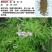 柠条种子紫穗槐种子灌木绿肥新种子山林绿化耐寒耐旱耐贫瘠