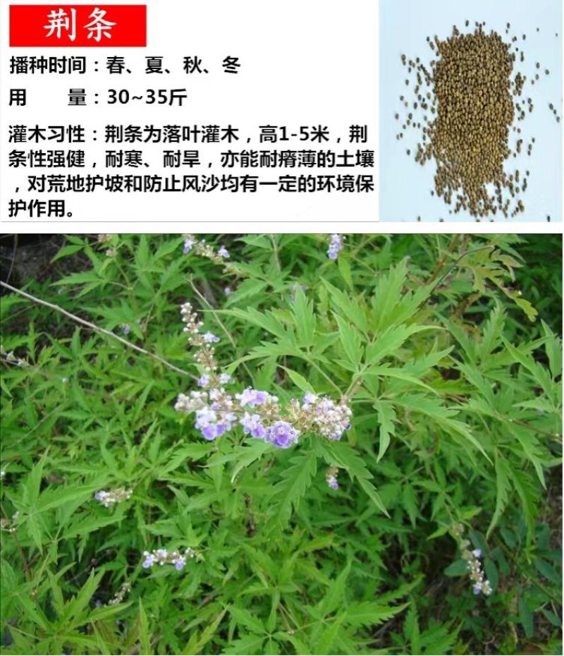 柠条种子紫穗槐种子灌木绿肥新种子山林绿化耐寒耐旱耐贫瘠