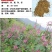 柠条种子紫穗槐种子灌木绿肥新种子山林绿化耐寒耐旱耐贫瘠