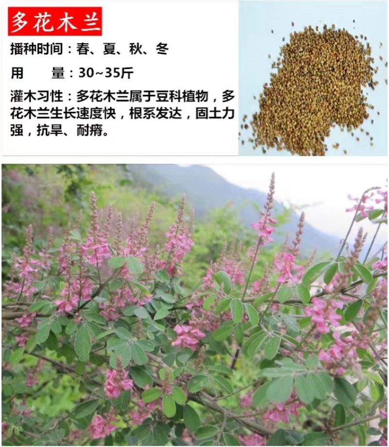 柠条种子紫穗槐种子灌木绿肥新种子山林绿化耐寒耐旱耐贫瘠