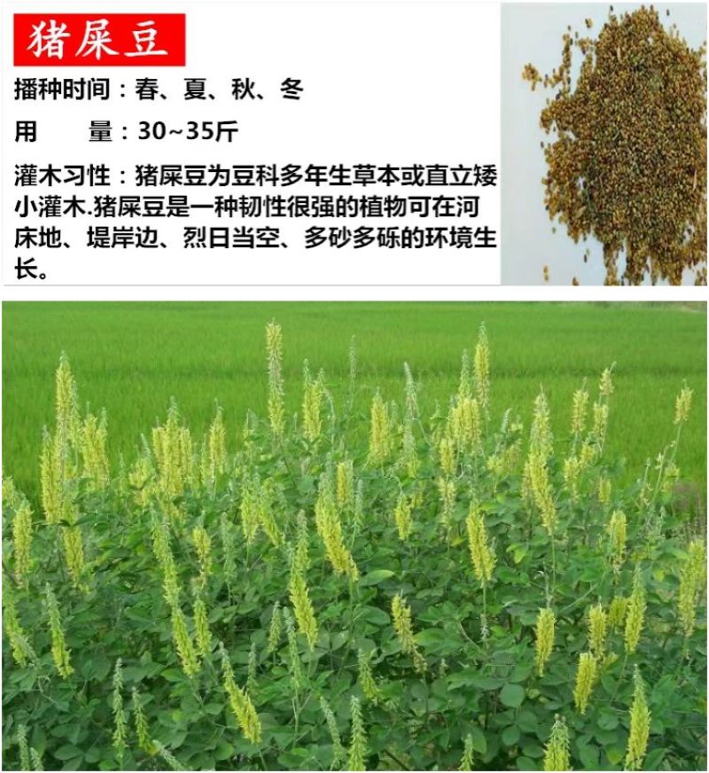 柠条种子紫穗槐种子灌木绿肥新种子山林绿化耐寒耐旱耐贫瘠